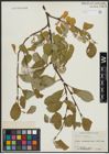 Foto von Salix arctica Pall.
